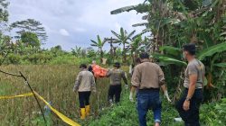 Warga Banyuasin Dikejutkan Penemuan Mayat Perempuan Membusuk di Tepi Sawah