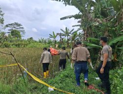 Warga Banyuasin Dikejutkan Penemuan Mayat Perempuan Membusuk di Tepi Sawah
